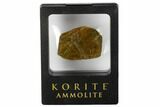 Iridescent Ammolite (Fossil Ammonite Shell) - Alberta, Canada #175171-1